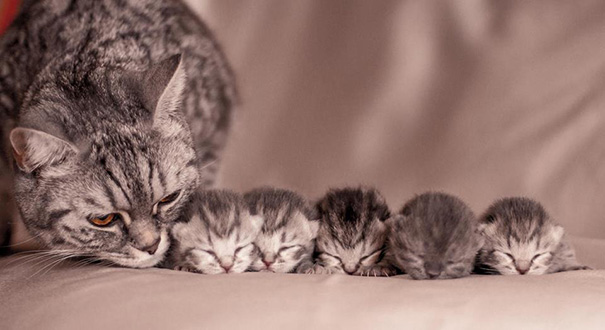 proud-cat-mommies-45__605.jpg