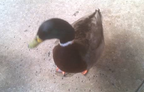 ducks1.jpg
