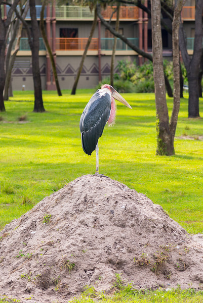 DSC_1891-L.jpg
