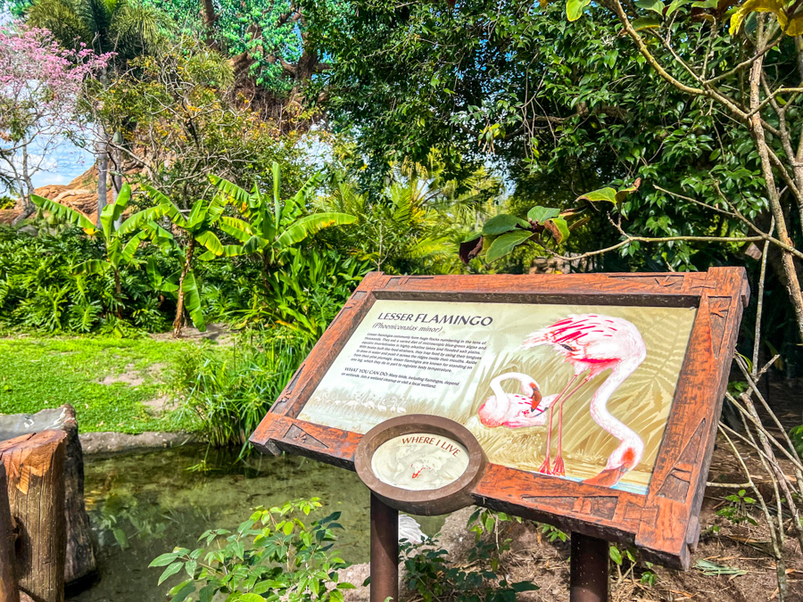 Animal Kingdom Flamingos Path Reopened