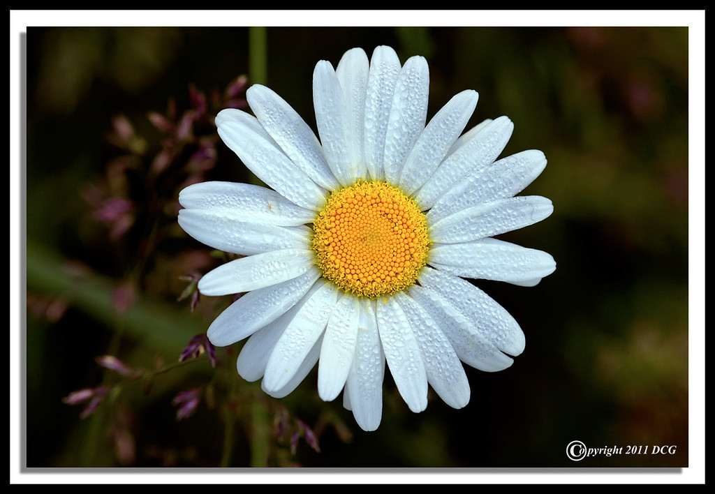 Oxeye-Daisy-06-07-07cr-XL.jpg