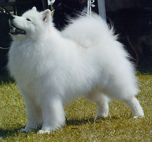 samoyed.jpg