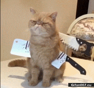 Funny-Video-Cat-Halloween-Gif.gif