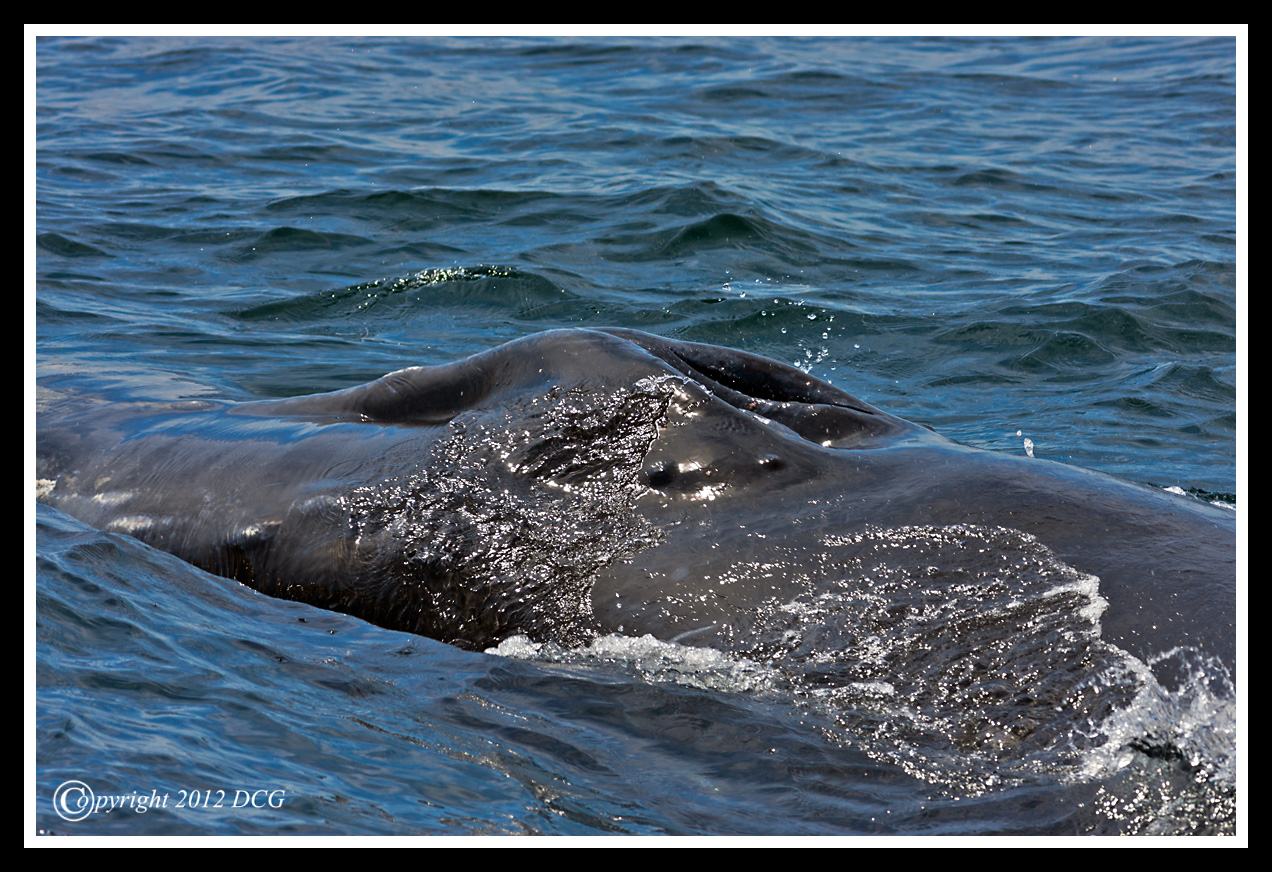 Fin-Whale-07-19-03cr-X2.jpg