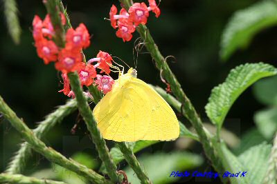 butterfly2.jpg