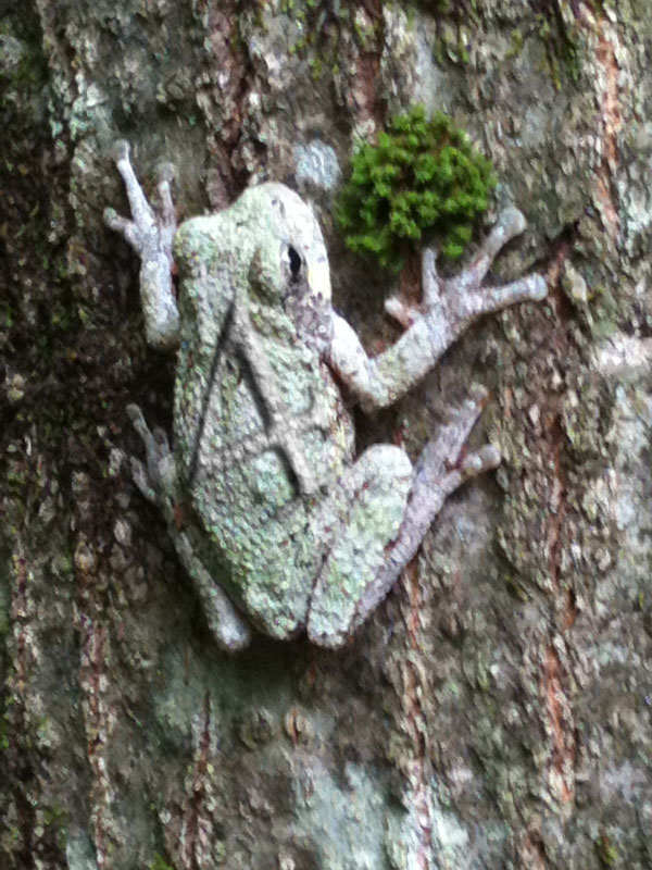 frog.jpg