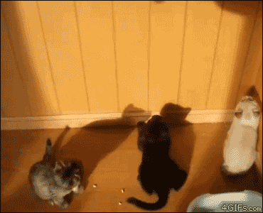 tumblr_mmsv56qOEb1sqx1xno1_400.gif