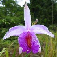 flower02.jpg