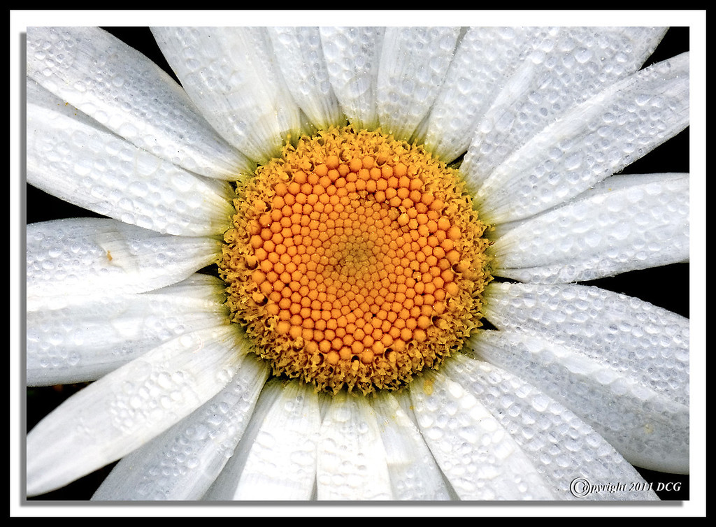 Oxeye-Daisy-06-07-08acr-XL.jpg