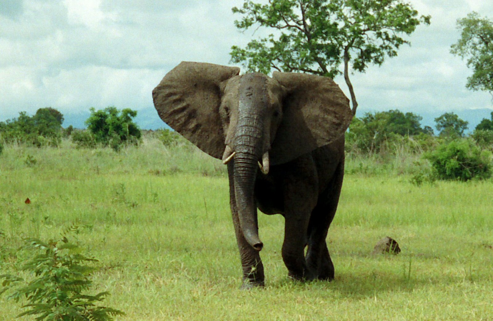 African_Bush_Elephant_Mikumi.jpg