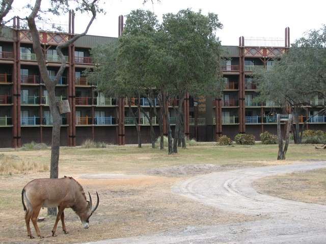 animalkingdomlodge032.jpg
