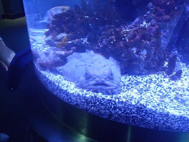 fish2.jpg