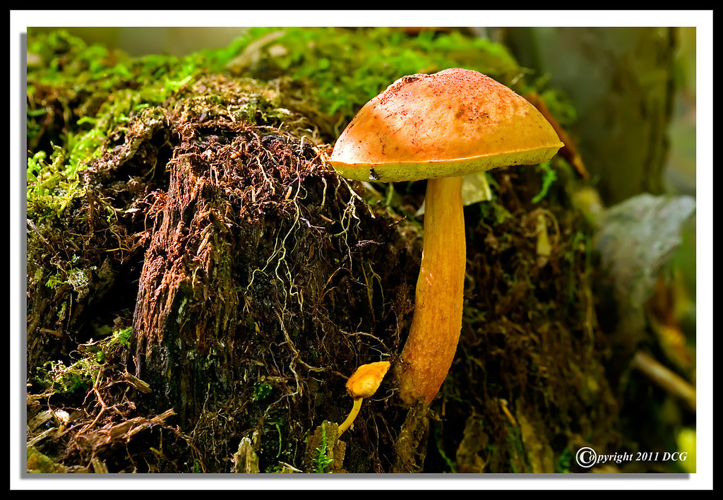 Mushroom-09-12-01cr-XL.jpg
