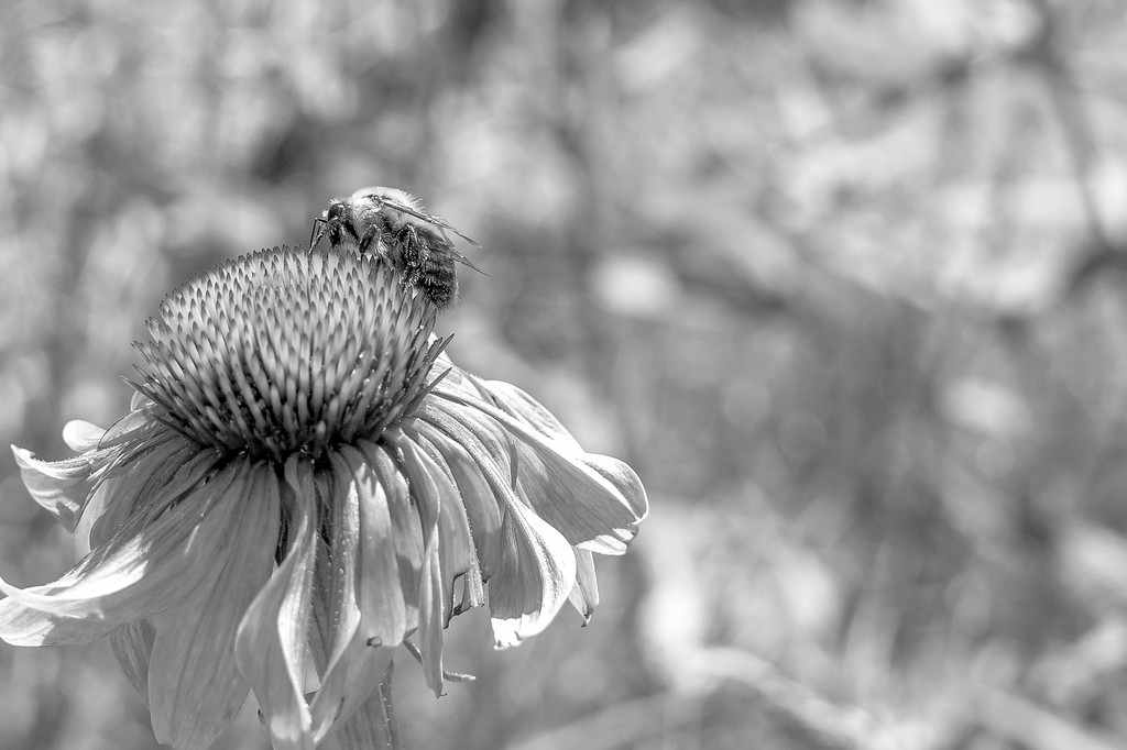 DSC09709-XL.jpg