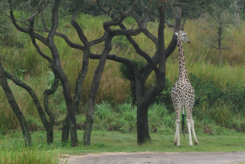 WDW%20075-L.jpg