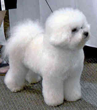BichonFrise%2B02.jpg