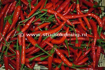 Peper-16122005_3549.jpg