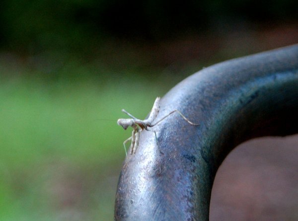 mantis3t.jpg