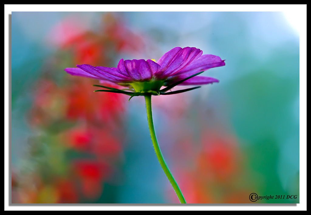 Flower-08-30-14cr-XL.jpg