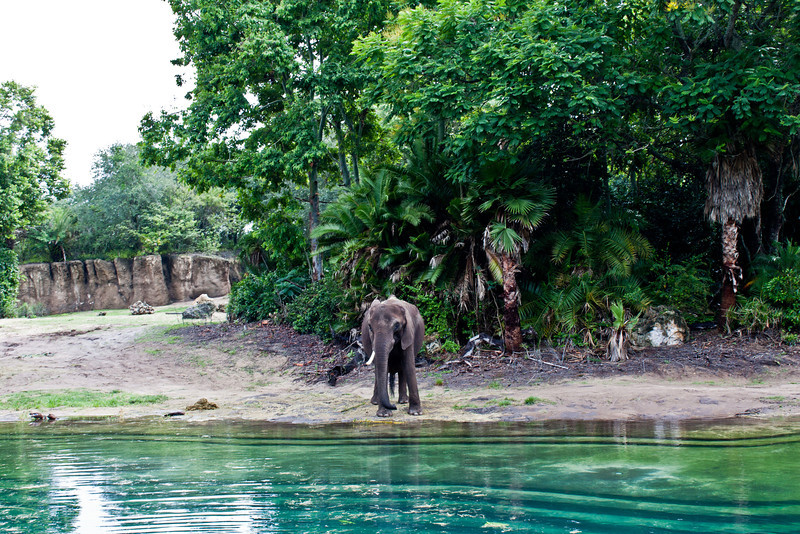 9583%20elephantsed1-L.jpg