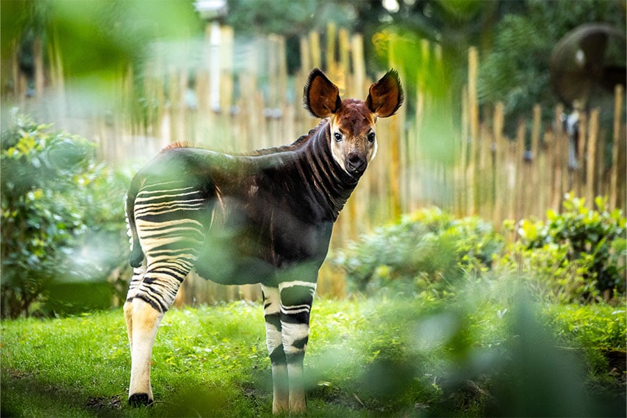 Elijah the baby okapi on Gorilla Falls Exploration Trail at Disney's Animal Kingdom