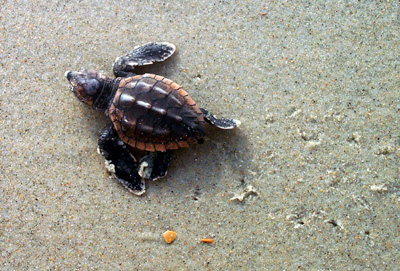 loggerhead-seaturtle.jpg
