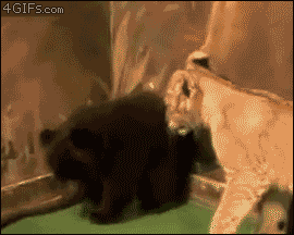 tumblr_m7r0s8aSvk1qdlh1io1_400.gif
