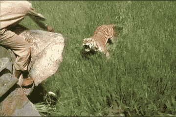 tumblr_m2vf5tsXq81qbpwfco1_400.gif