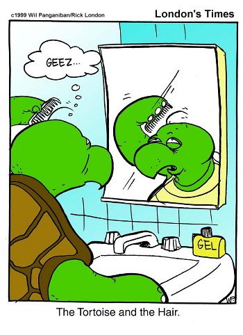 turtle.jpg