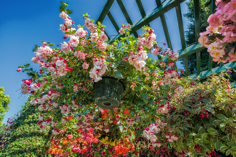 DSC_2811-L.jpg
