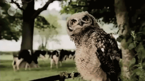 tumblr_ln1v417zdi1qgoh8go1_500.gif