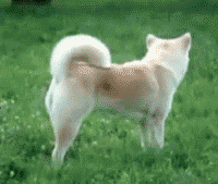 tumblr_lkyr46qeuv1qcb5fko1_250.gif