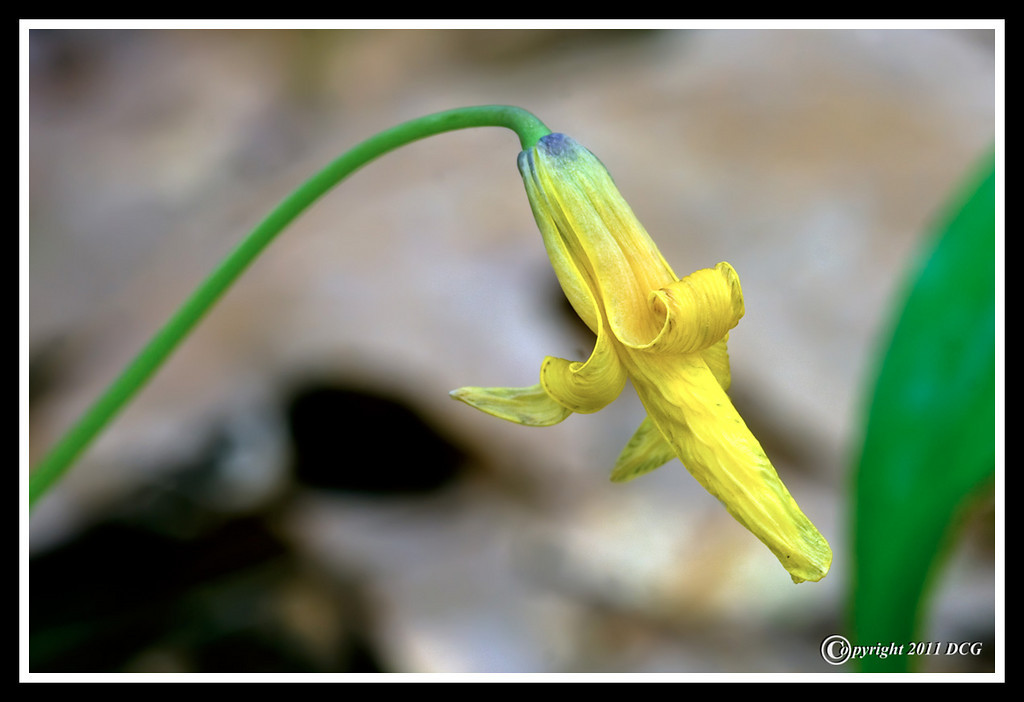 Trout-Lily-05-10-01acr-XL.jpg