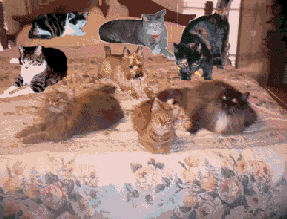 Animation2.gif