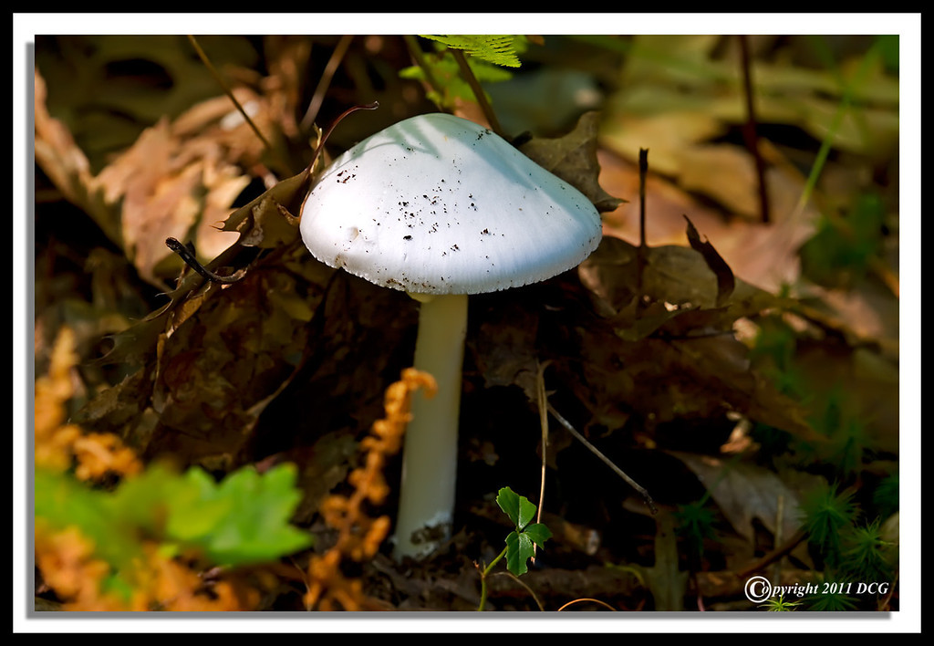 Mushroom-09-12-03cr-XL.jpg