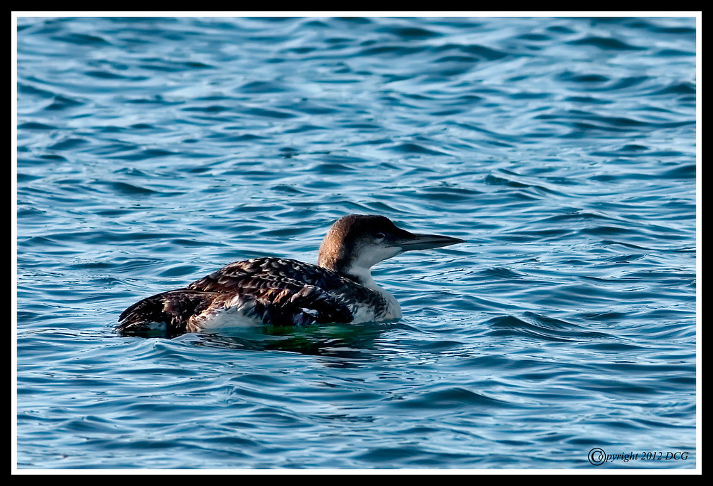 Red-throated-Loon-Winter-Adult-XL.jpg