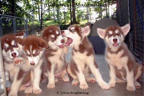 Hudsons-Malamute-Puppies002.jpg