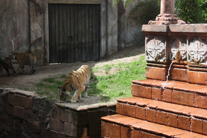 1211077519_omAXM-L.jpg