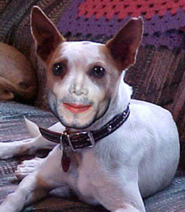 strange_pet.jpg