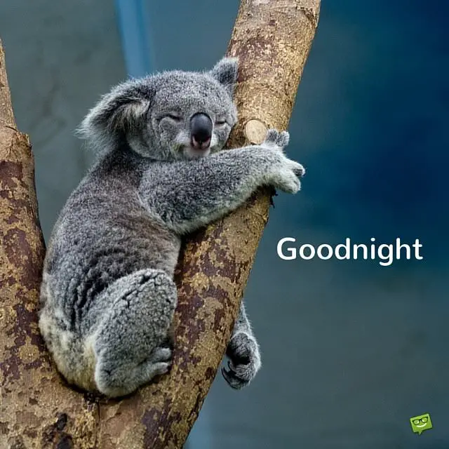 Good-night-image-with-cute-animal.jpg