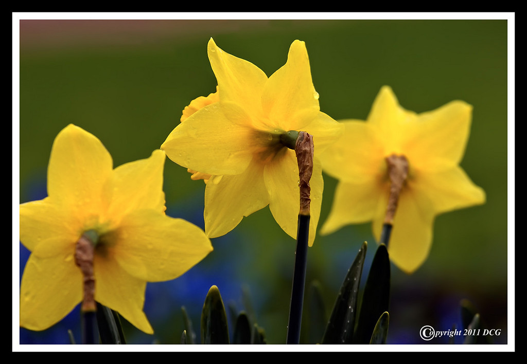 daffodil-04-26-03cr%20-XL.jpg