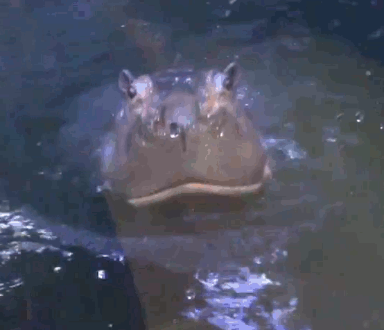 source.gif