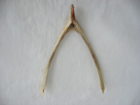 wishbone.jpg