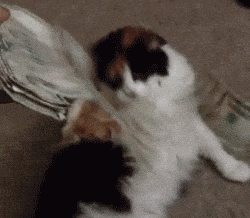 YBsd8wdchmxqg.gif