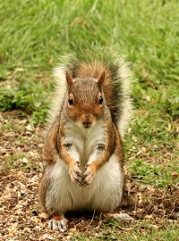 squirrel-8.jpg