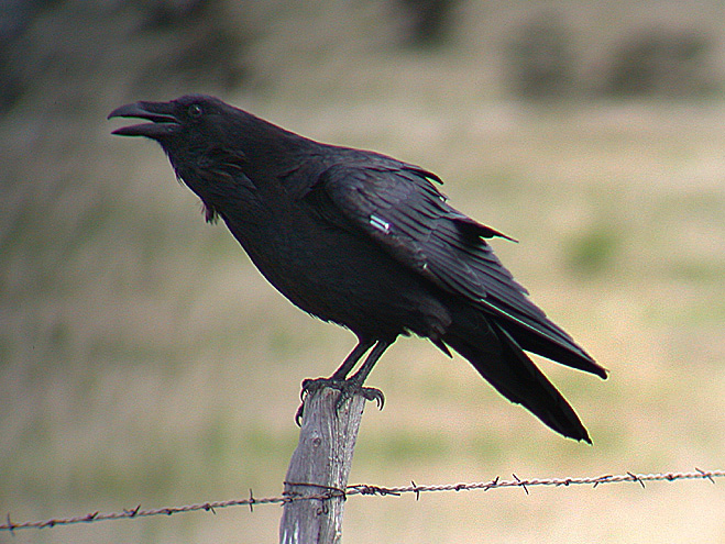 Raven1b.jpg