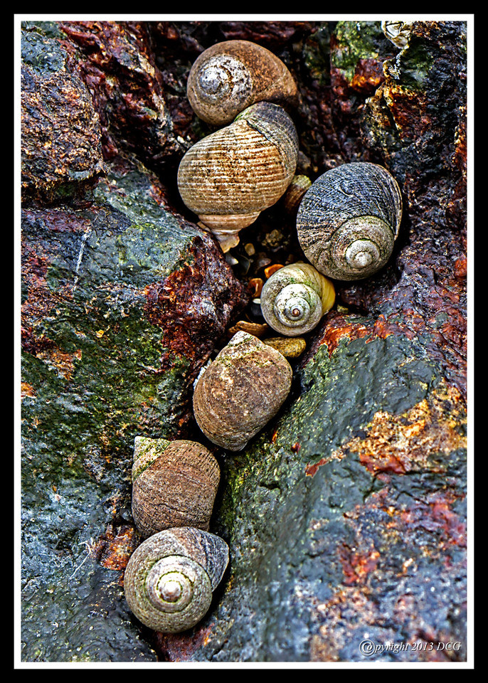 Sea%20Snails-03-14-01acr-X2.jpg