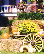 squashcart.jpg