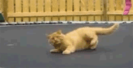tumblr_m59l05pUp01r3zat8.gif