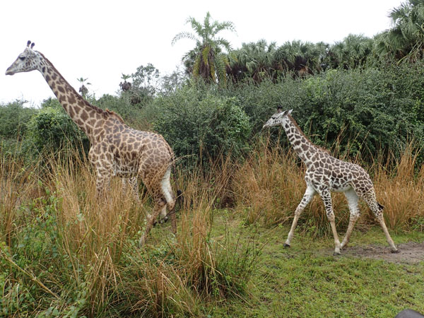 safari1_giraffes.jpg